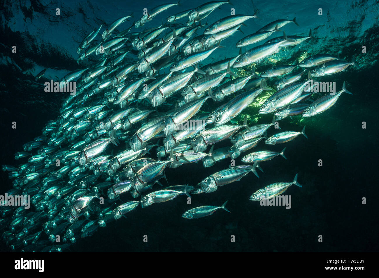 Der Indische Makrele, flachem Rastrelliger Kanagurta, Marsa Alam, Rotes Meer, Ägypten Stockfoto
