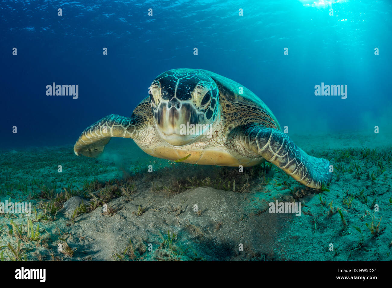 Green Sea Turtle, Chelonia Mydas, Marsa Alam, Rotes Meer, Ägypten Stockfoto