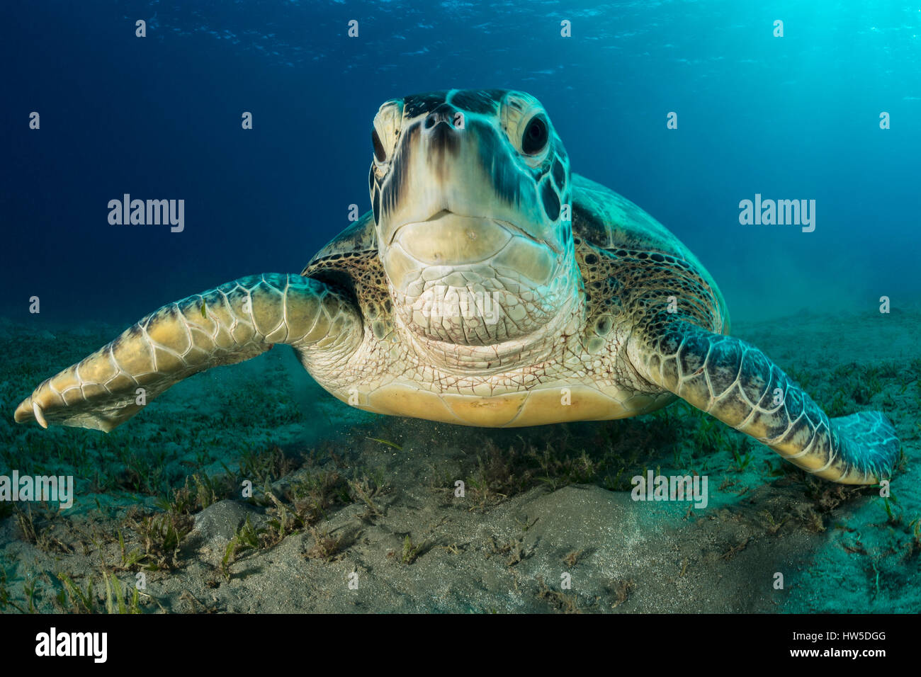 Grüne Meeresschildkröte, Chelonia mydas, Marsa Alam, Rotes Meer, Ägypten Stockfoto