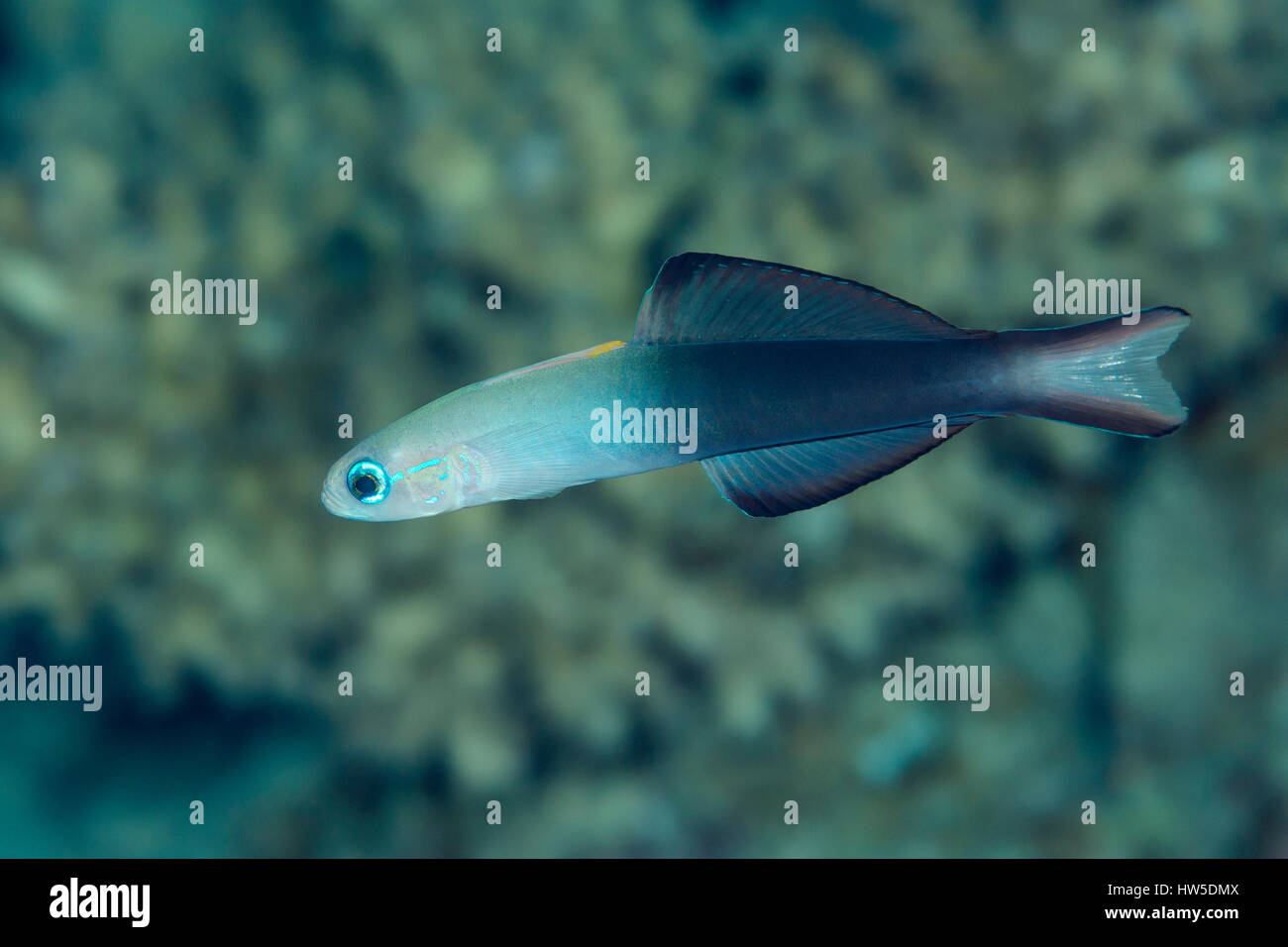 Blackfin Dartfish, Ptereleotris WV, Marsa Alam, Rotes Meer, Ägypten Stockfoto