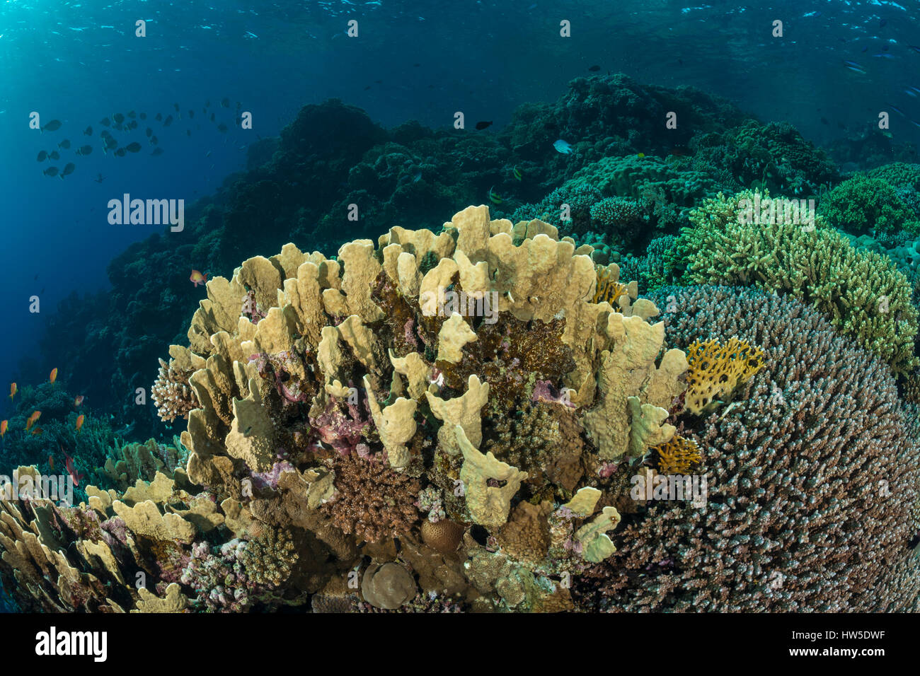 Net fire Coral, millepora platyphylla, Marsa Alam, Rotes Meer, Ägypten Stockfoto