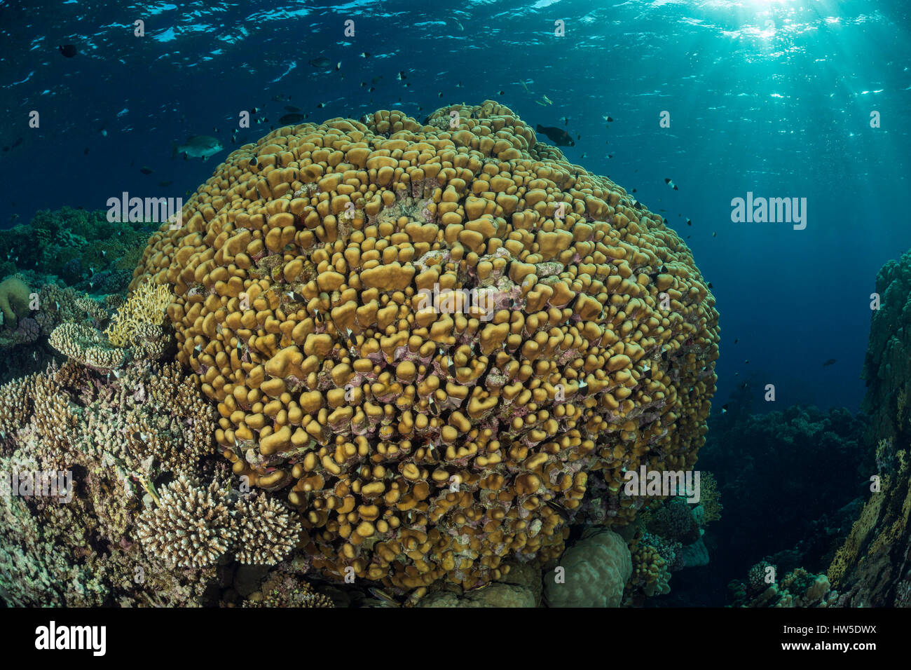 Gesundes Korallenriff, Marsa Alam, Rotes Meer, Ägypten Stockfoto