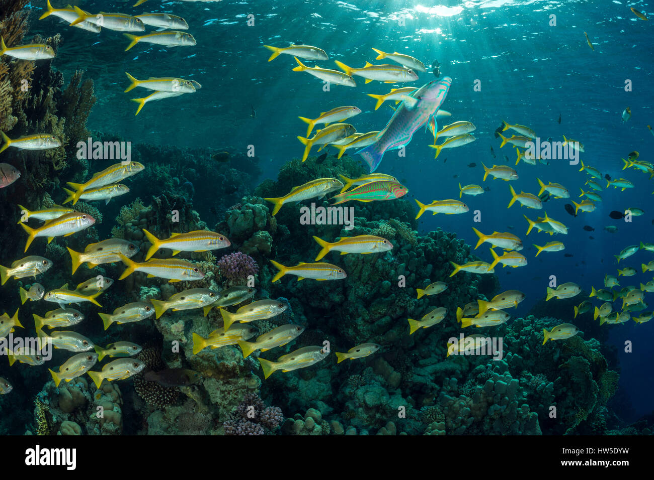 Fischschwarm von Sternrußtau Snapper Lutjanus Ehrenbergii, Marsa Alam, Rotes Meer, Ägypten Stockfoto