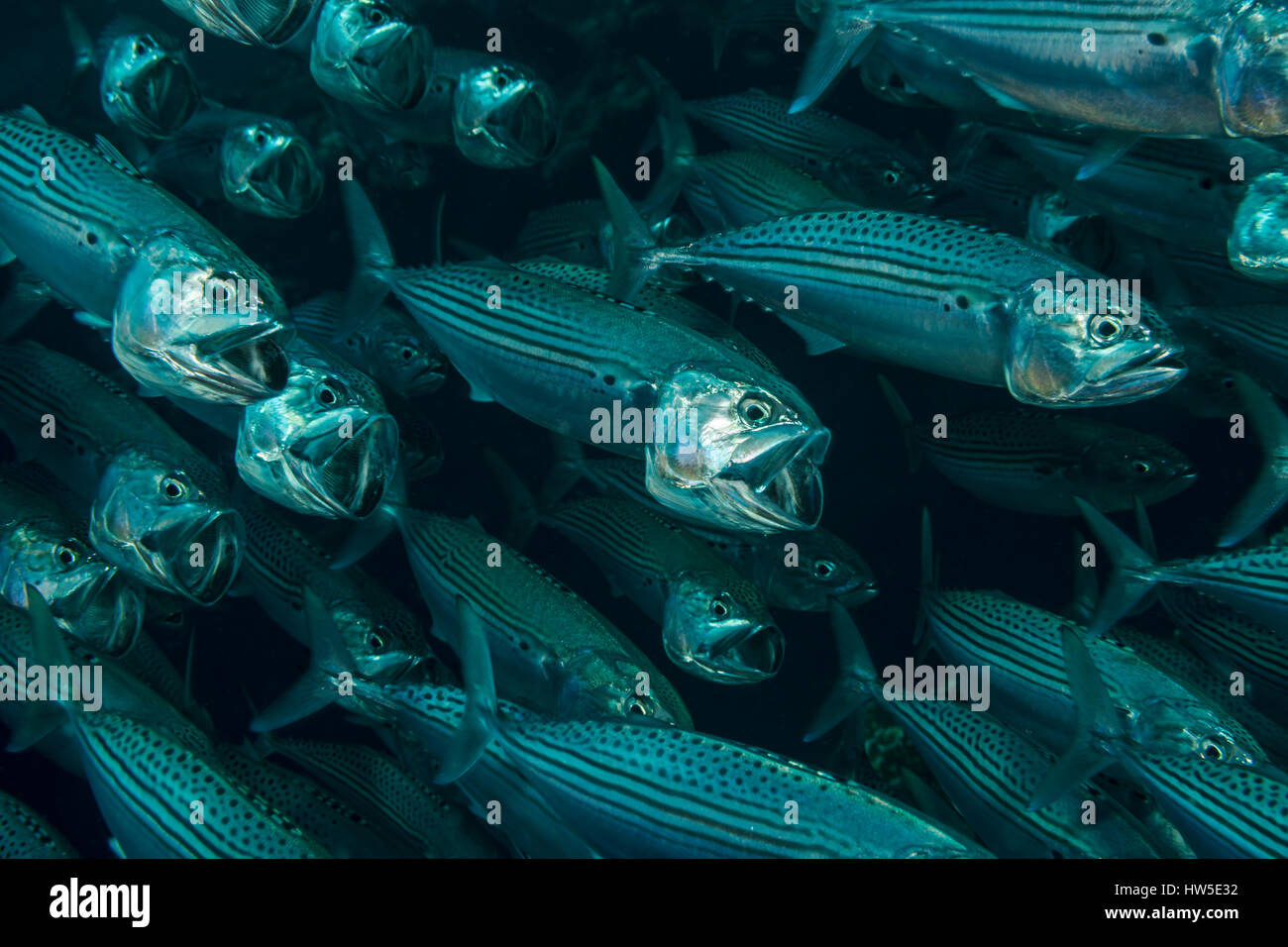 Shoal der indischen Makrele, rastrelliger kanagurta, Marsa Alam, Rotes Meer, Ägypten Stockfoto