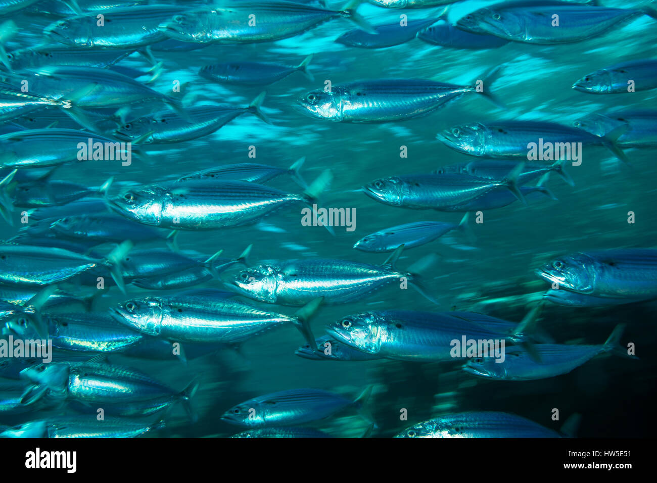 Shoal der indischen Makrele, rastrelliger kanagurta, Marsa Alam, Rotes Meer, Ägypten Stockfoto