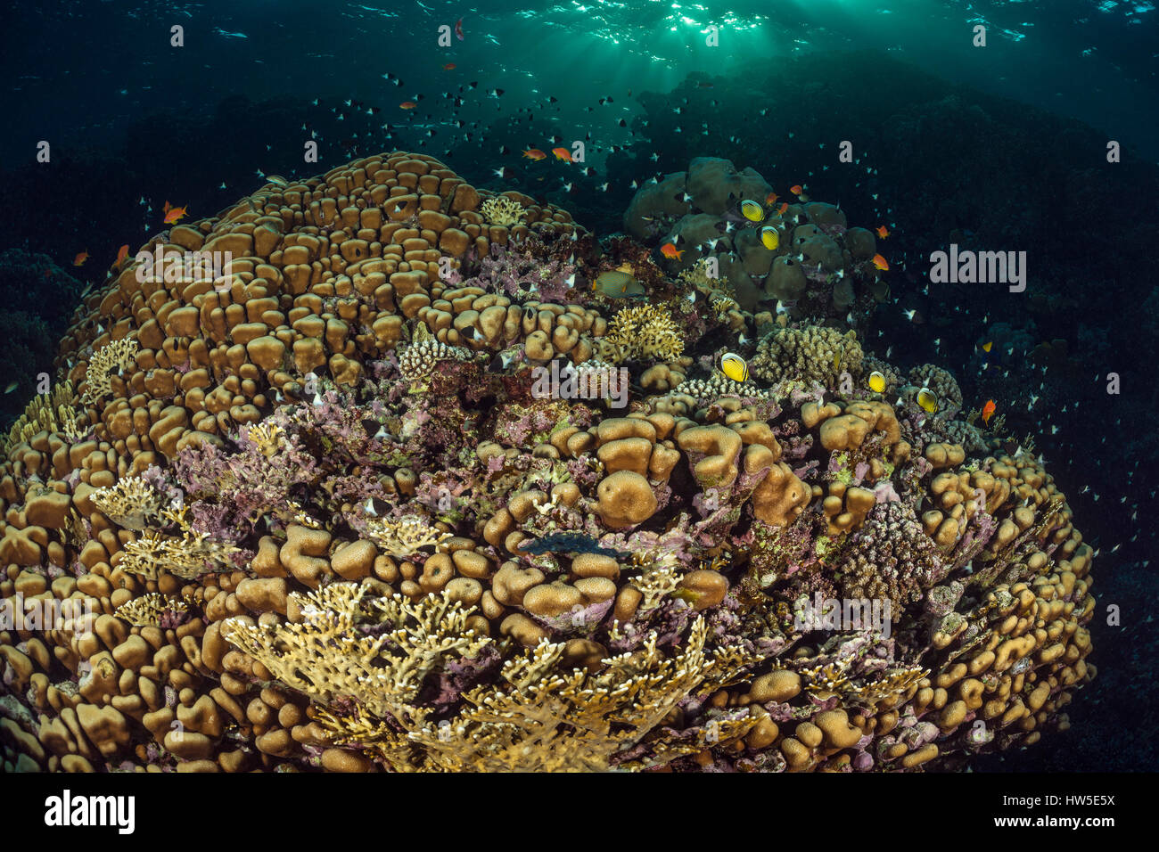 Hard Coral Reef, Porites sp., Marsa Alam, Rotes Meer, Ägypten Stockfoto