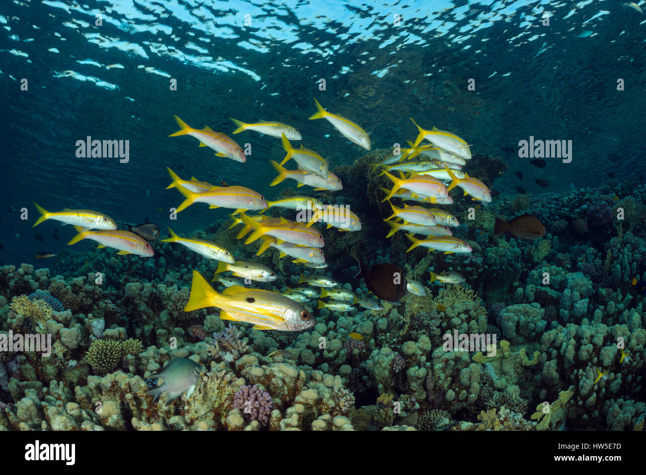 Goldstripe Goatfish, Mulloidichthys guentheri, Marsa Alam, Rotes Meer, Ägypten Stockfoto