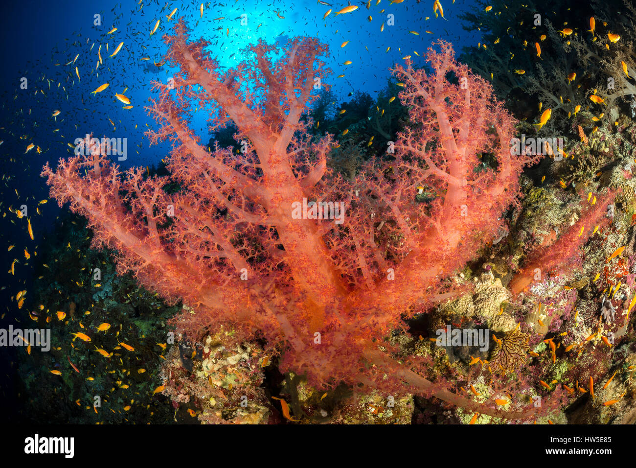 Red soft Coral, Dendronephthya sp., Elphinstone Riff, Rotes Meer, Ägypten Stockfoto