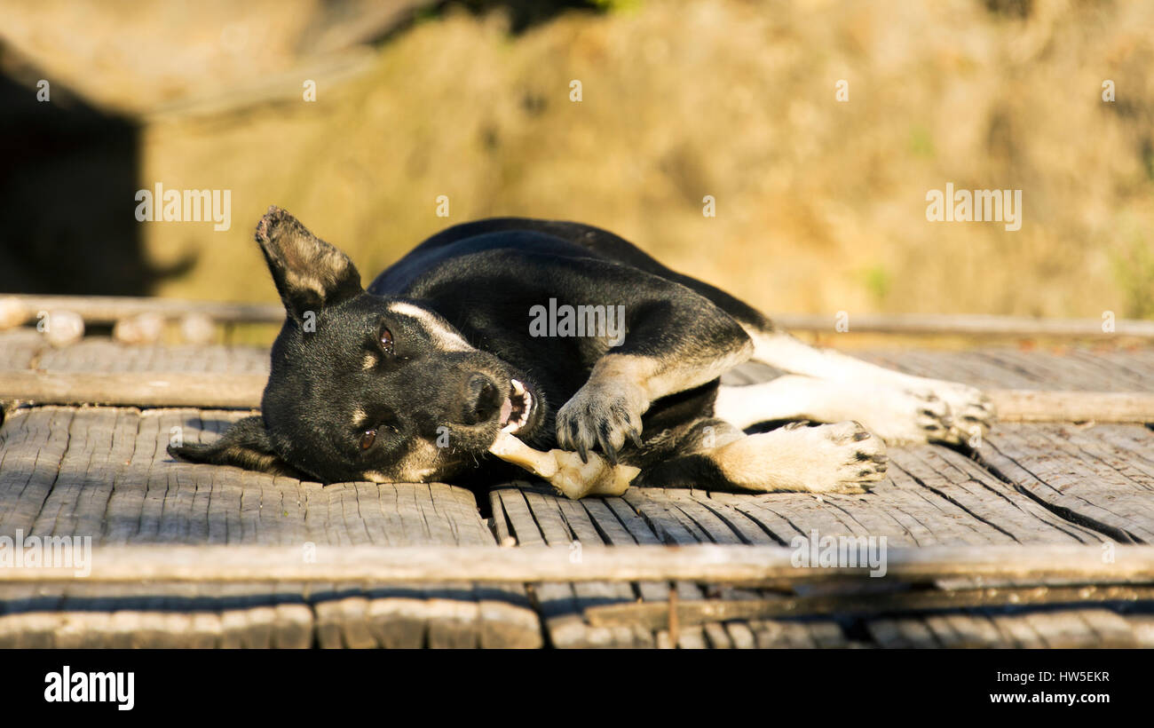 Dorf schwarzen Hund entspannende Festlegung und kauen auf Knochen im Sonnenlicht am Mittag auf der Veranda, China Stockfoto