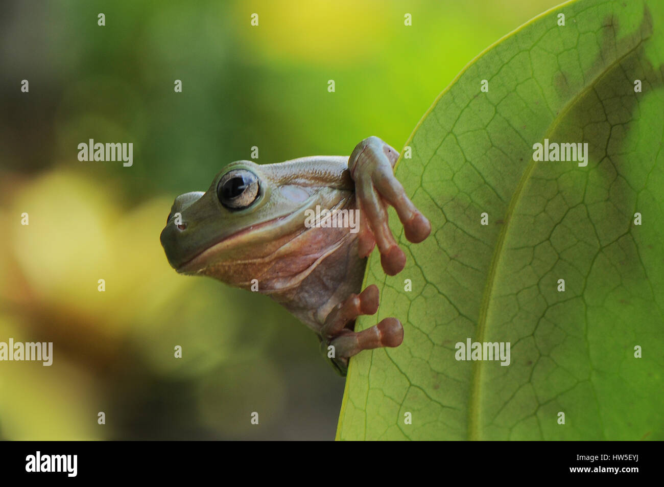 Frosch-Hide neben Blatt Stockfoto