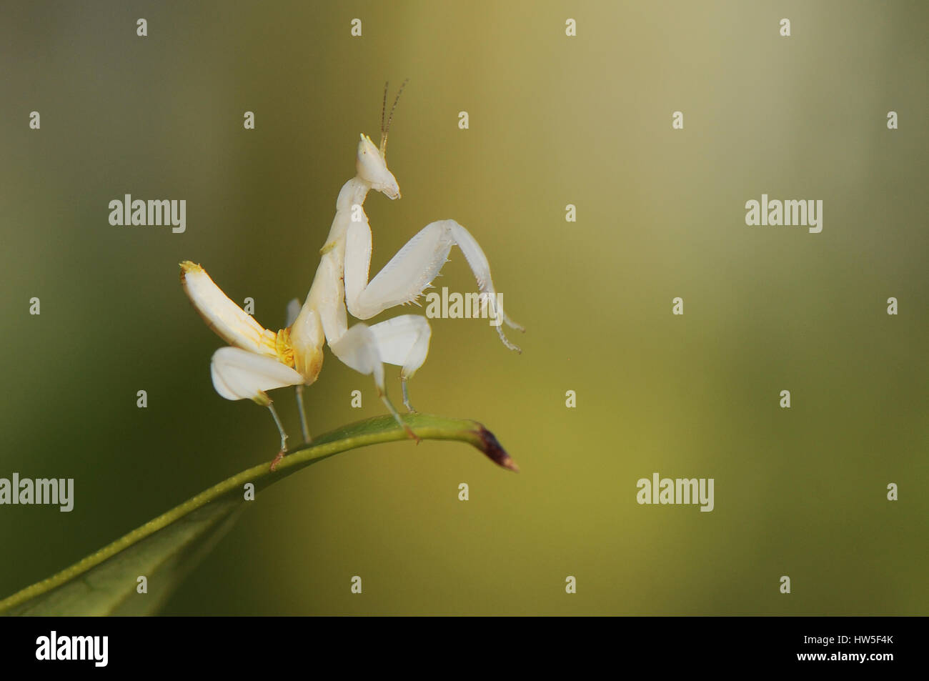 Orchideen-Mantis Stockfoto