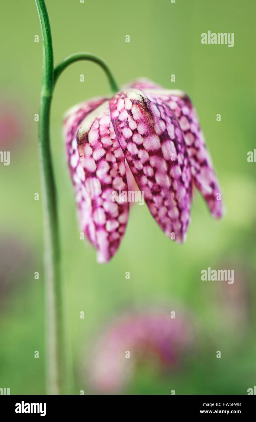 Schlangen Kopf Fritillary. Stockfoto