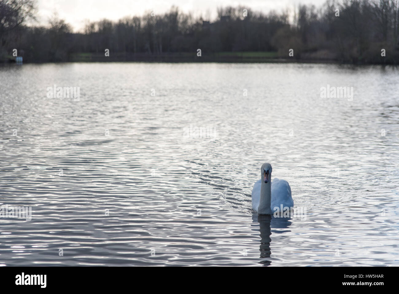 Eine einzelne, einsame Schwan treiben im Wasser des Sees Pfeil Tal in Redditch Stockfoto