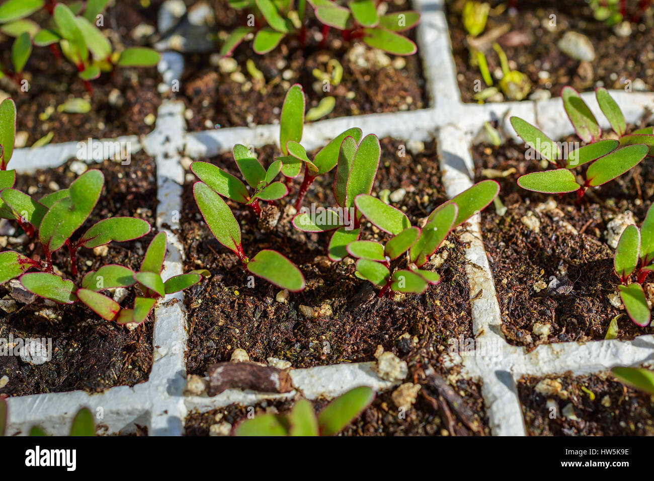 Rüben Sämlinge in einem Styropor-Gewächshaus-Tablett angebaut. Stockfoto