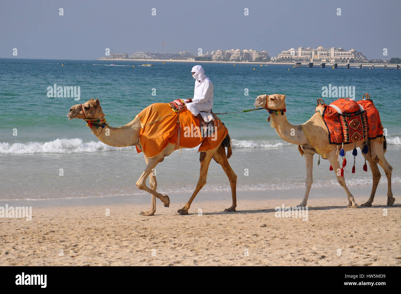 Kamelreiten am Strand von Marina in Dubai - große Reiseziel Stockfoto