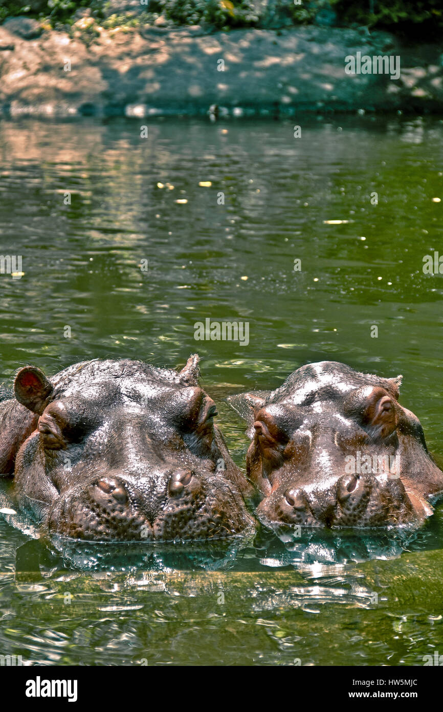 Hippo wir (Mutter und Sohn) Stockfoto