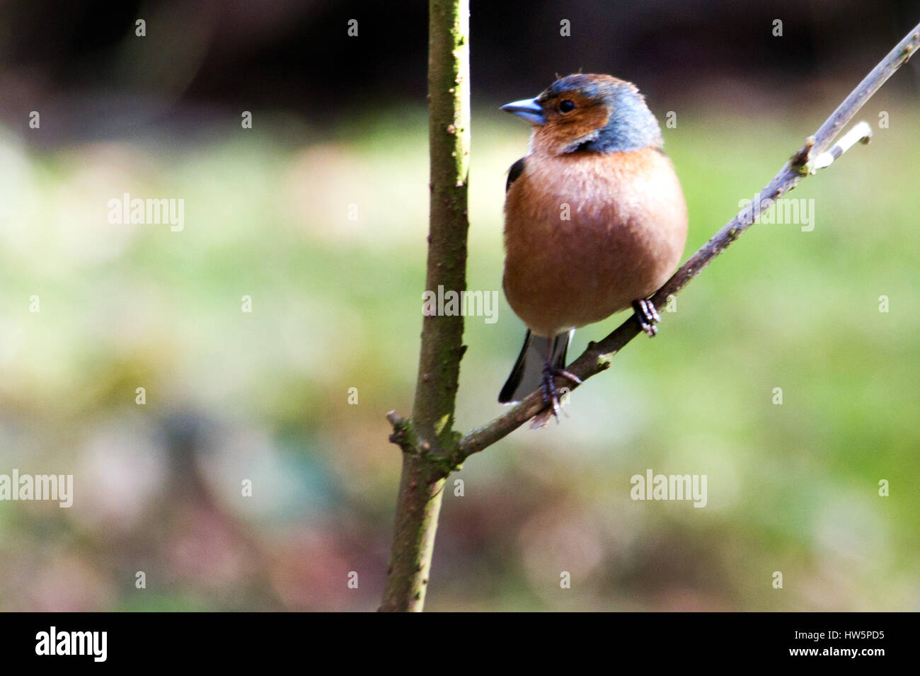 Buchfink - Fringilla Coelebs Stockfoto