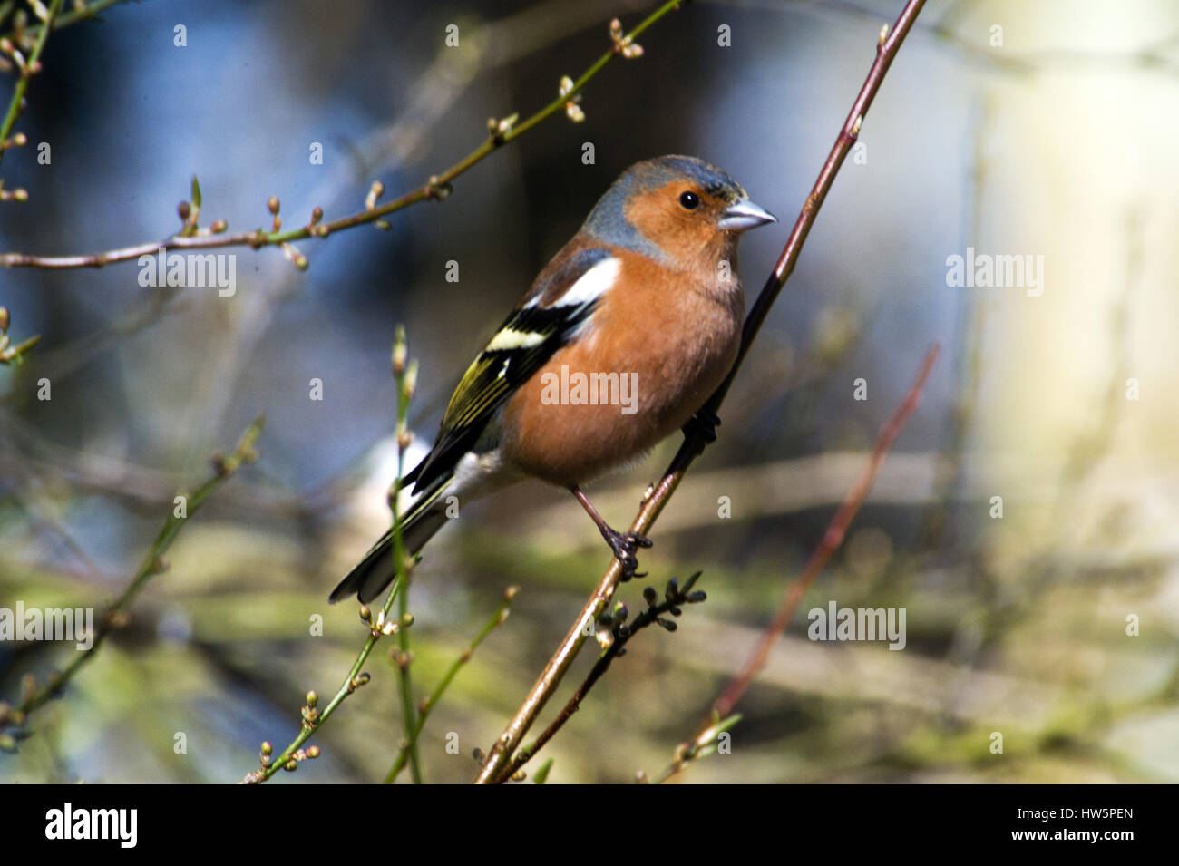 Buchfink - Fringilla Coelebs Stockfoto