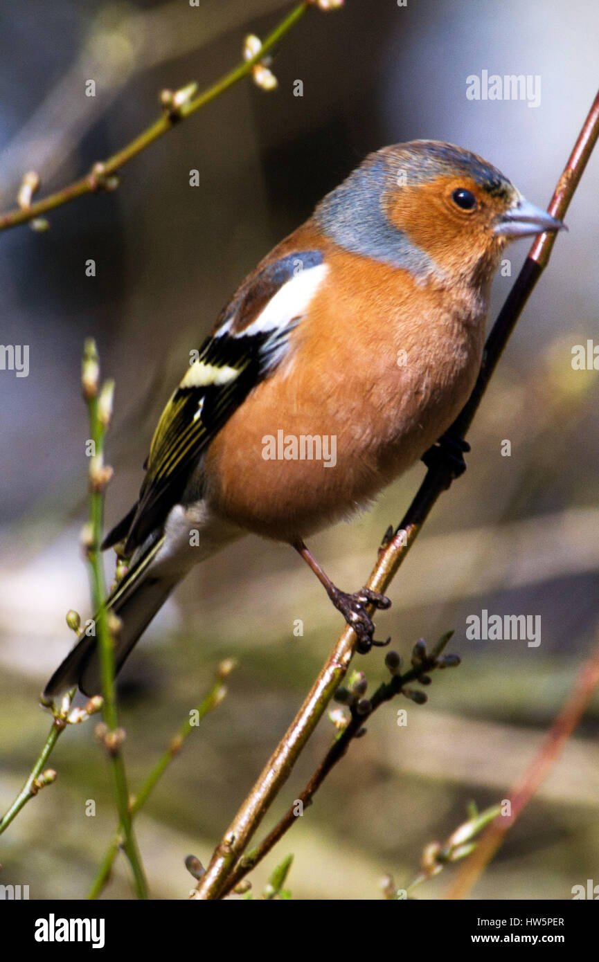 Buchfink - Fringilla Coelebs Stockfoto