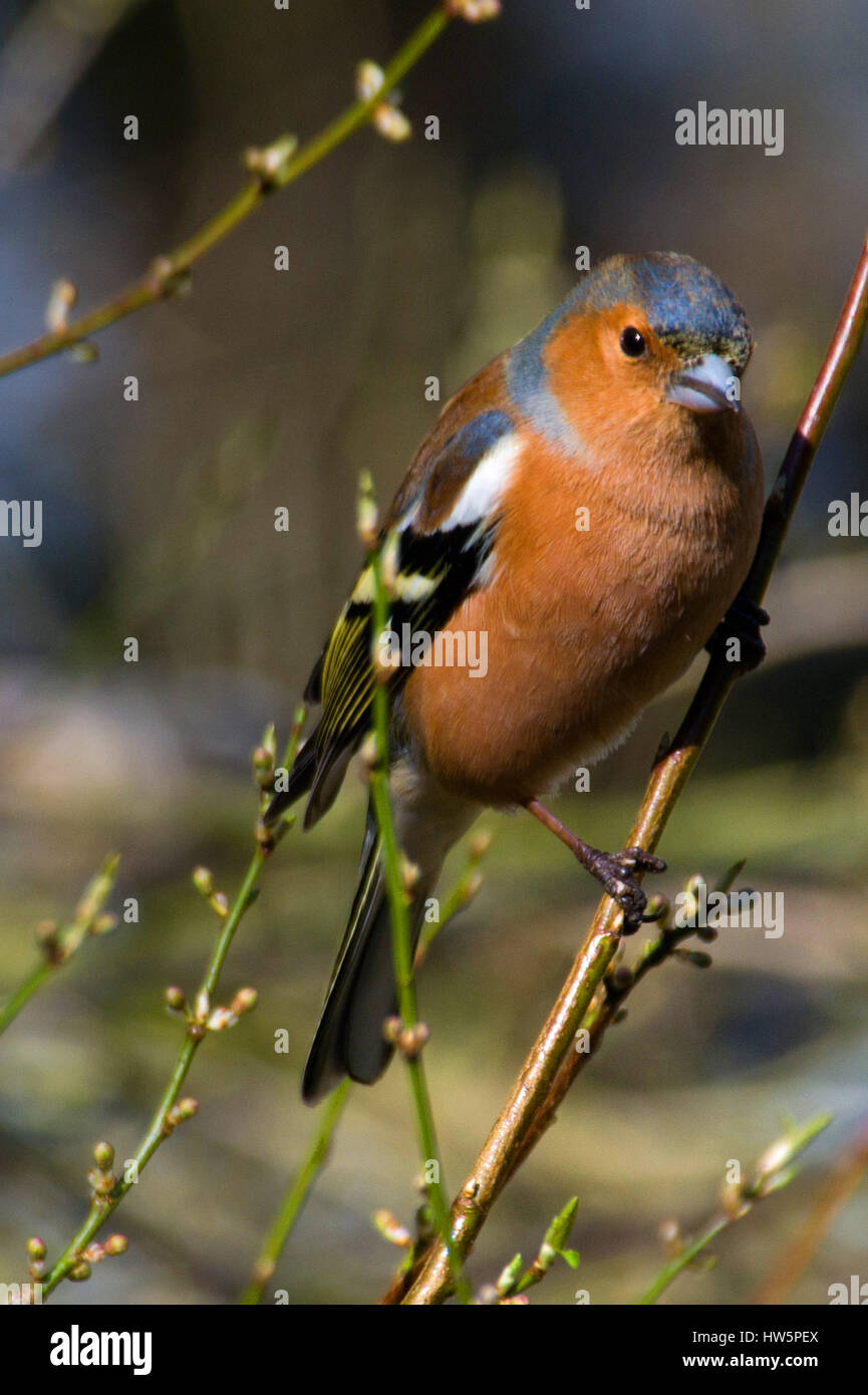 Buchfink - Fringilla Coelebs Stockfoto