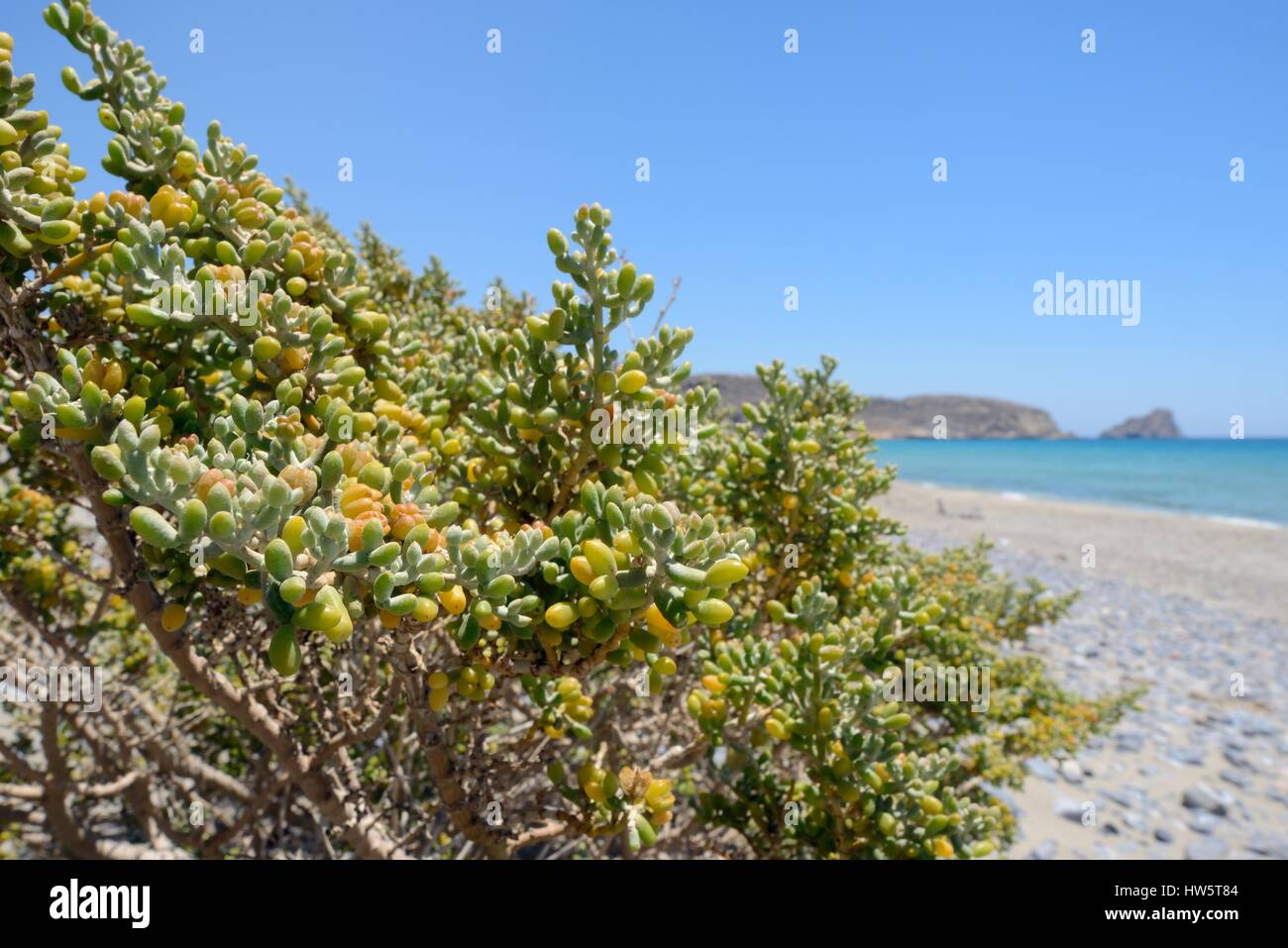 Weiße Bohnen Caper (Xygophyllum Album) Busch wachsen an einem Strand, Xerokambos, Sitia, Kreta, Griechenland, Juli. Stockfoto