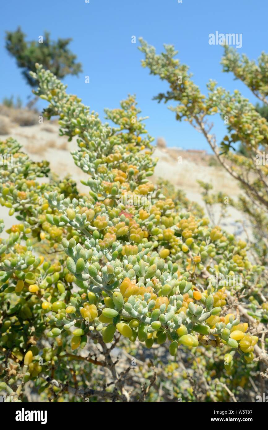 Weiße Bohnen Caper (Xygophyllum Album) Busch wachsen an einem Strand mit Früchten "Kapseln", Xerokambos, Sitia, Kreta, Griechenland, Juli. Stockfoto