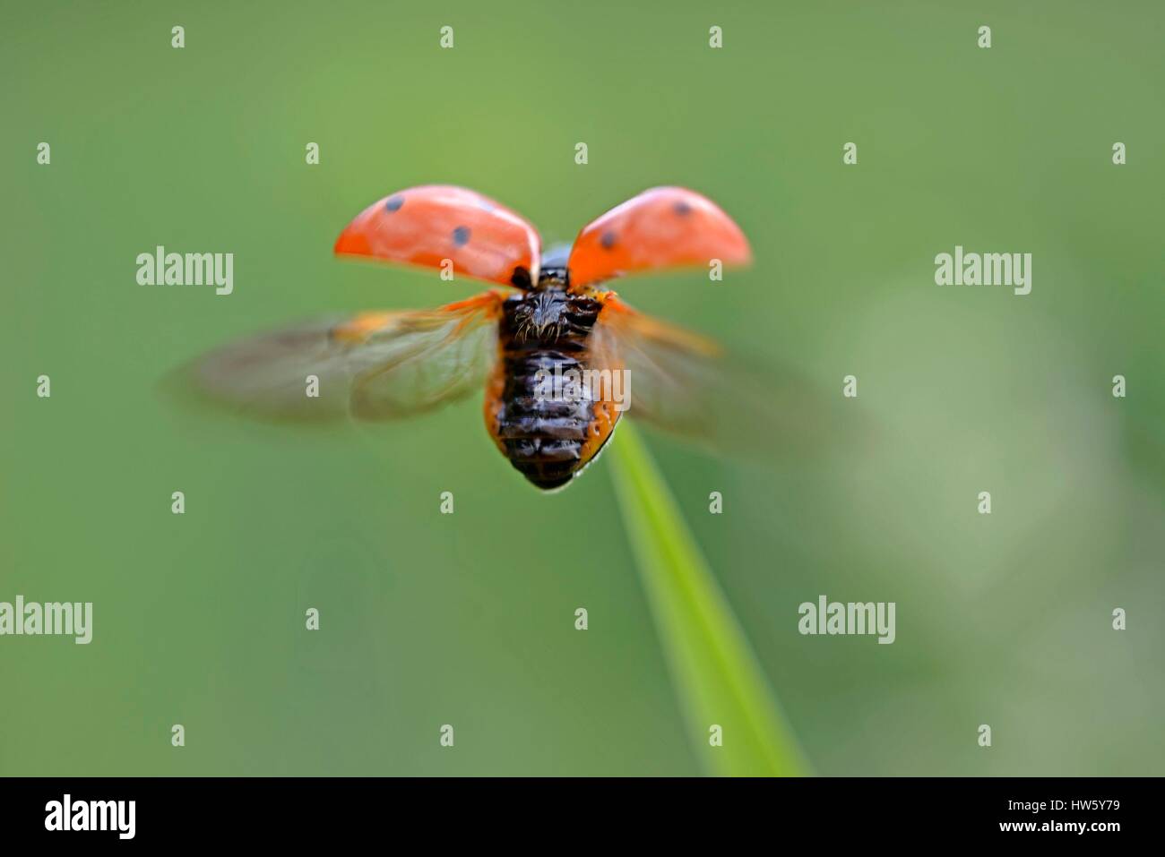 Frankreich, Doubs, Wiese, Insekten, Käfer, Marienkäfer, 7 Punkte (Coccinella Septempunctata), Erwachsene auf einem Grashalm, Flug, Sommer Stockfoto