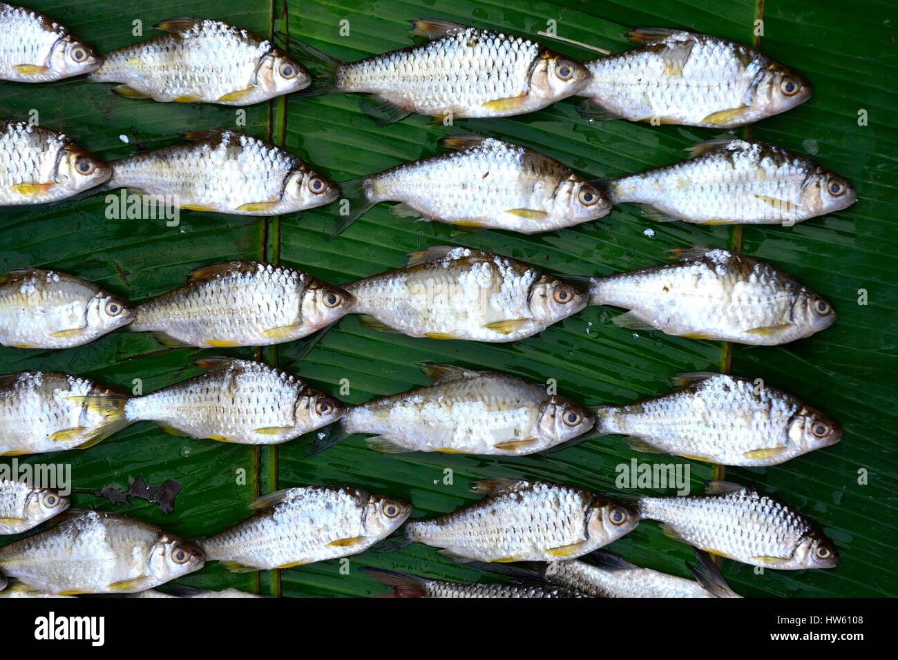 Laos, Luang Prabang Provinz Luang Prabang, Weltkulturerbe der UNESCO, Phosi Markt, kleine Fische vom Mekong-Fluss Stockfoto