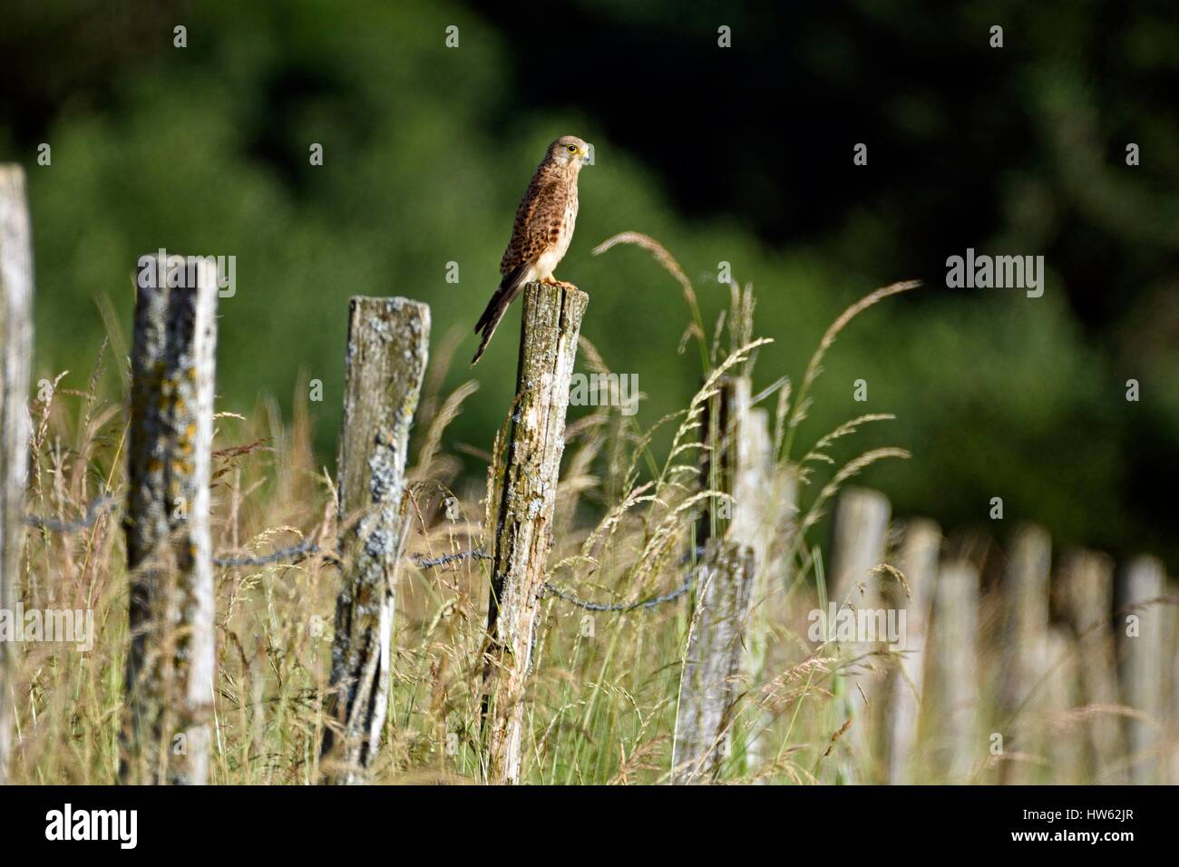 Frankreich, Doubs, Turmfalke (Falco Tinnunculus), auf der Suche nach Beute Ausschau thront auf einem Holzpfahl Zaun Stockfoto