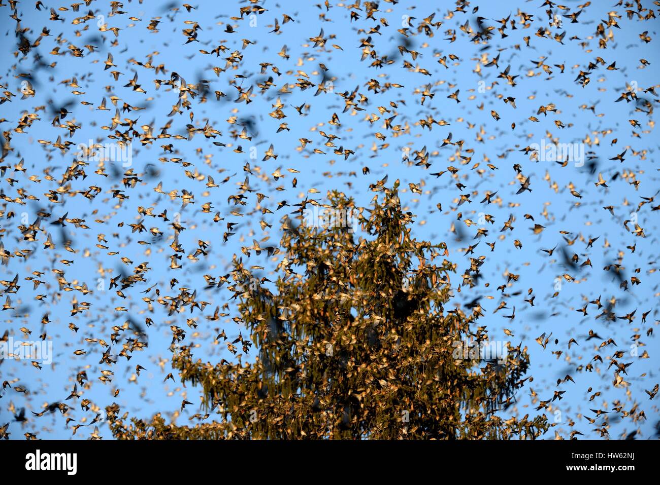 Frankreich, Doubs, Bergfink (Fringilla Montifringilla), verbinden die Schar der Vögel dortoi Stockfoto