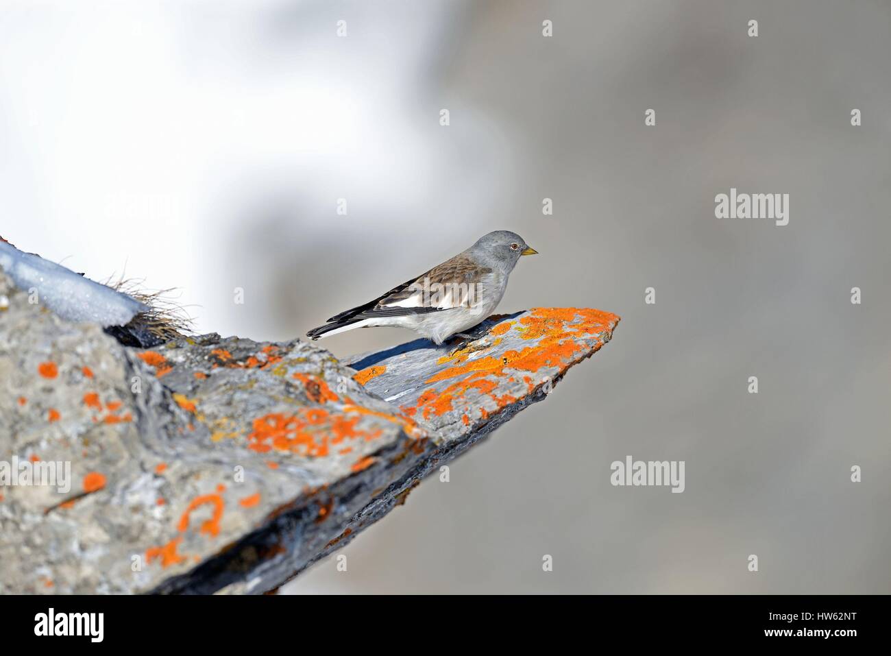 Frankreich, thront auf einem Felsen mit Flechten bedeckt Savoie, Alpen, Alpin Niverolle (Montifringilla Nivalis) im winter Stockfoto