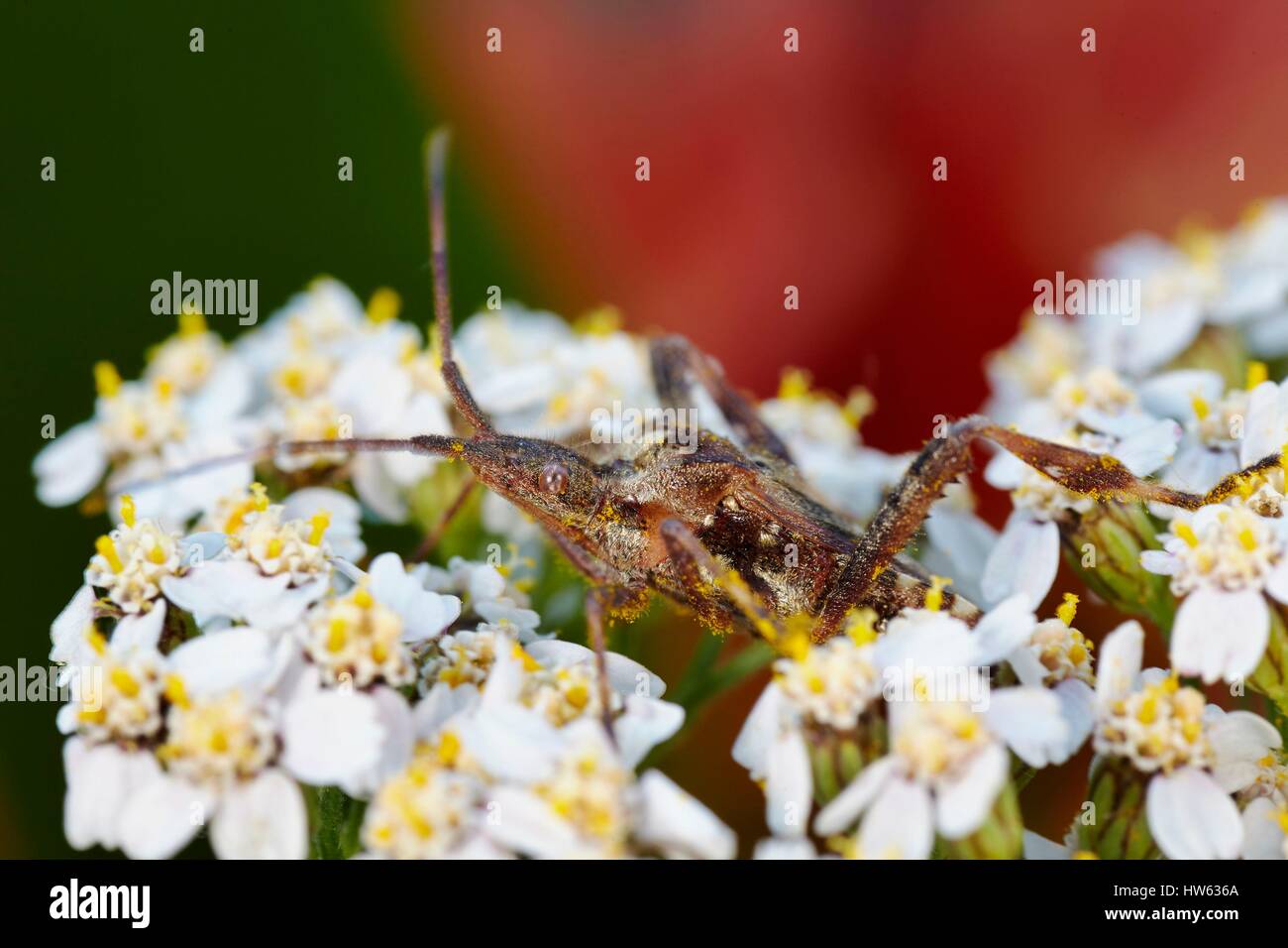 Frankreich, Morbihan, Hemiptera, Coreidae, westlichen Nadelbaum-Samen-Bug oder Blatt-footed Bug (Leptoglossus Occidentalis) Stockfoto