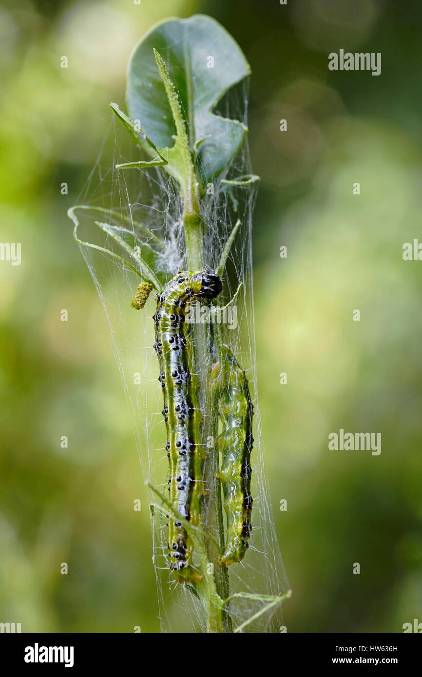 Frankreich, Morbihan, Lepidoptera, Crambidae, Box Tree Motte (Cydalima perspectalis), Caterpillar Stockfoto
