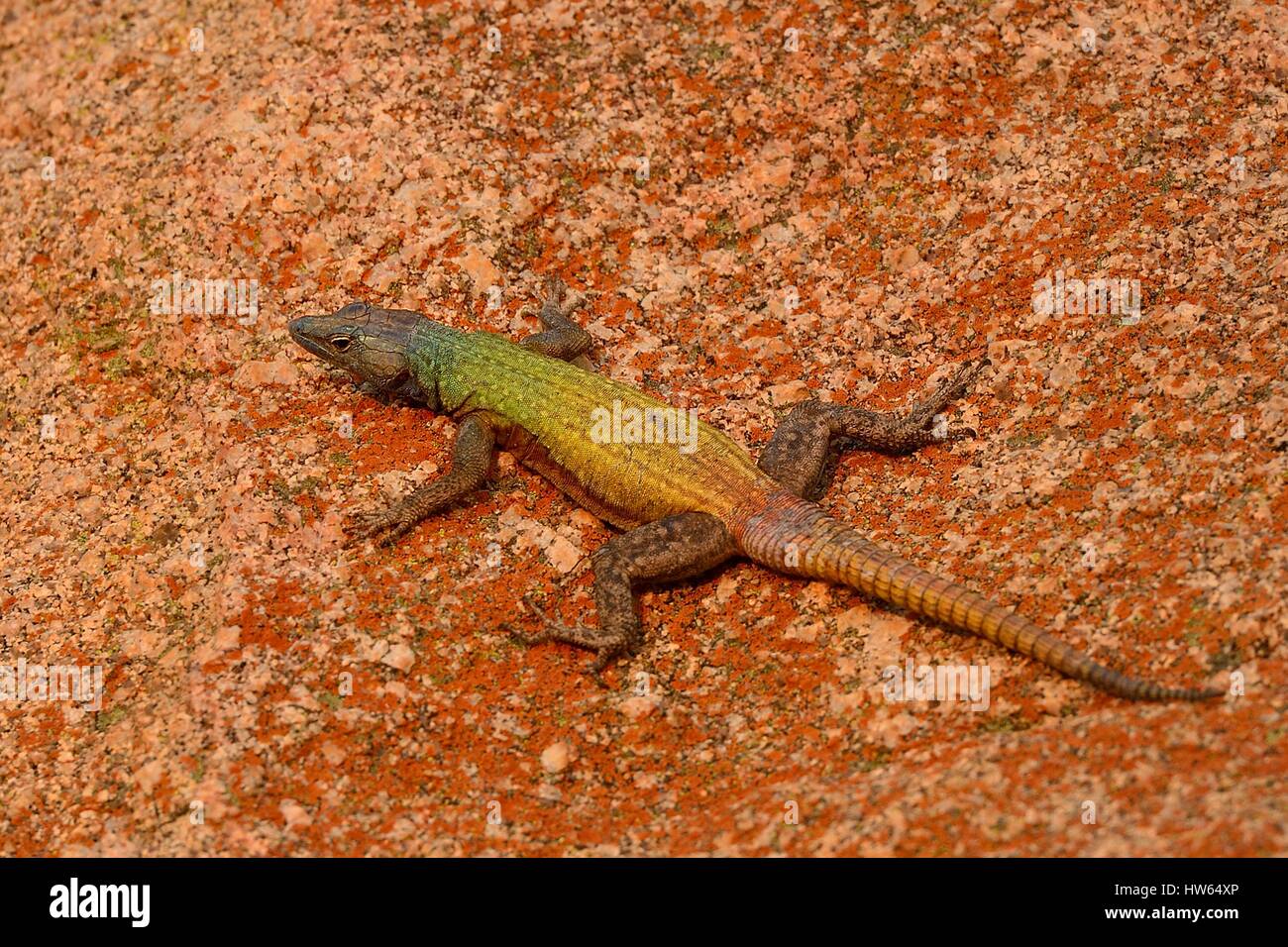 Simbabwe, Provinz Matabeleland South, Matobo oder Matopos Hügel-Nationalpark, Regenbogen-Eidechse Stockfoto