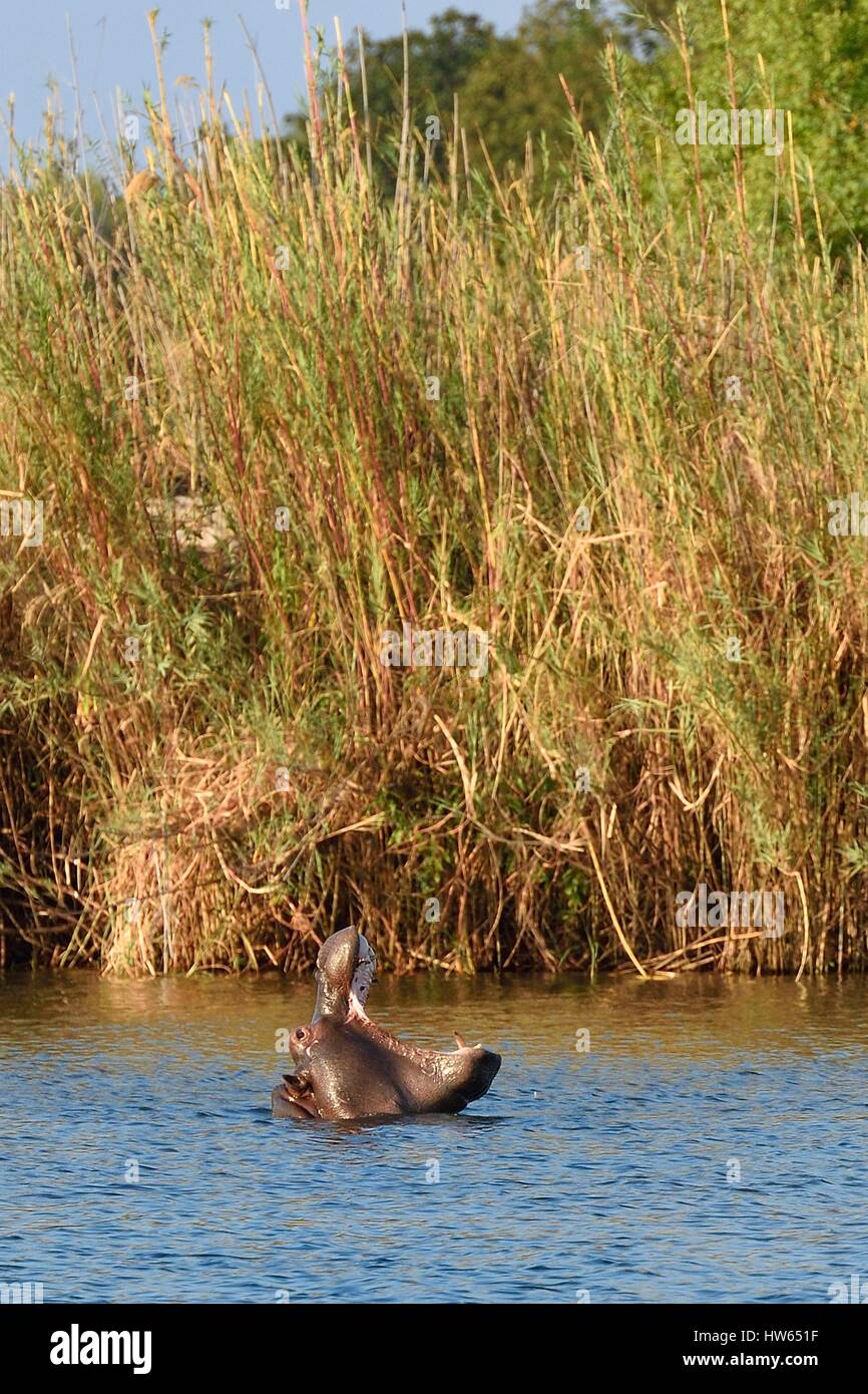 Zimbabwe Matabeleland North Provinz Victoria Falls der Zambezi Fluss stromaufwärts von Viktoriafälle Flusspferd (Hippopotamus Stockfoto