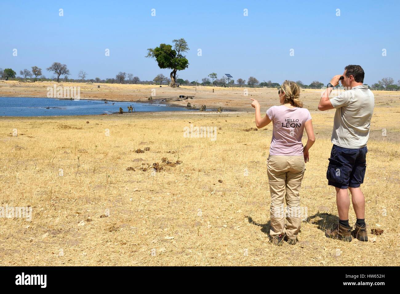 Simbabwe, Matabeleland North Province, Hwange National Park, Touristen beobachten eine Gruppe von Chacma Paviane (Papio Ursinus) um einen Teich in der Savanne Stockfoto