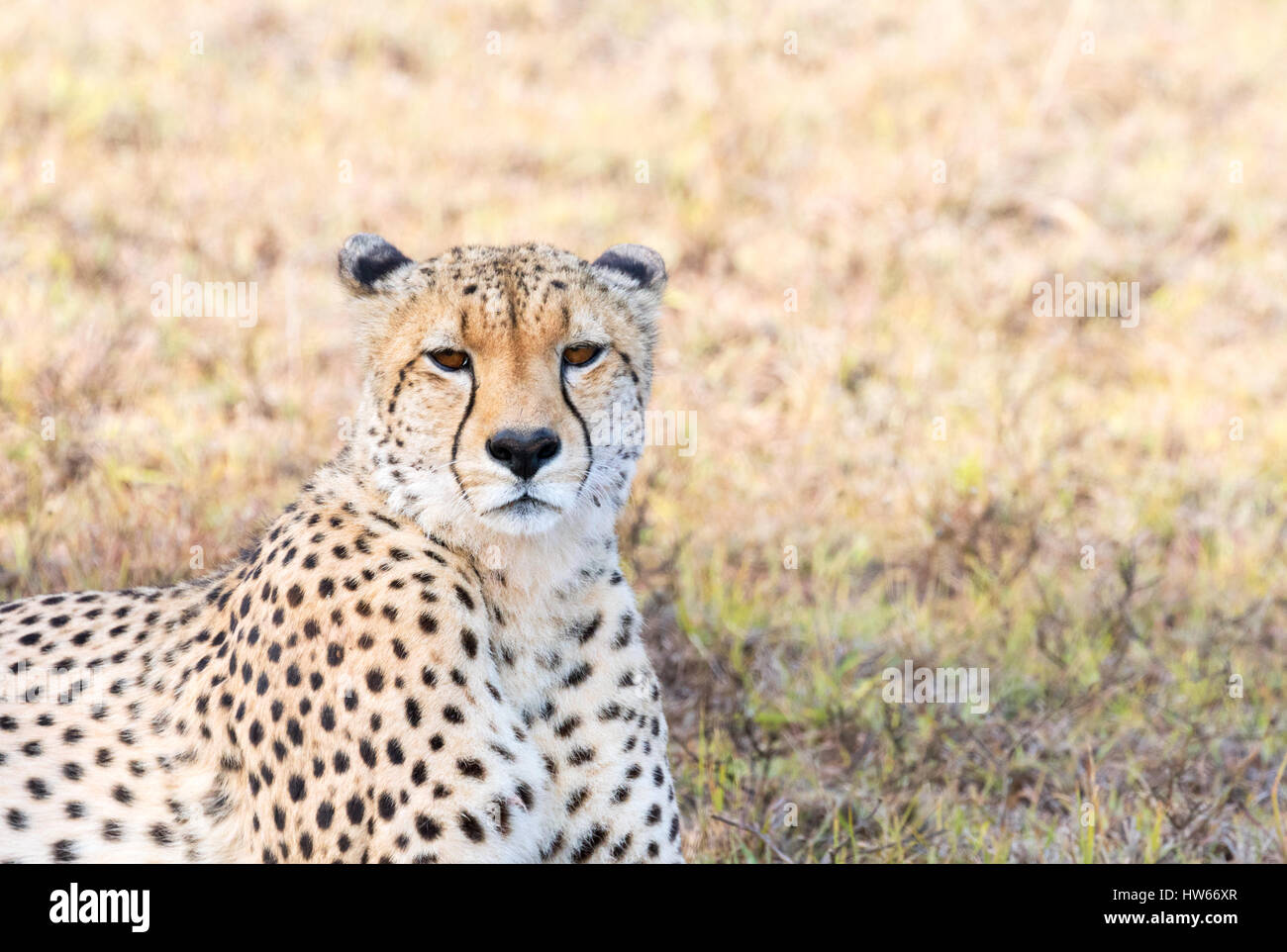 Gepard, Acinonyx Jubatus, Erwachsener, Südafrika Stockfoto