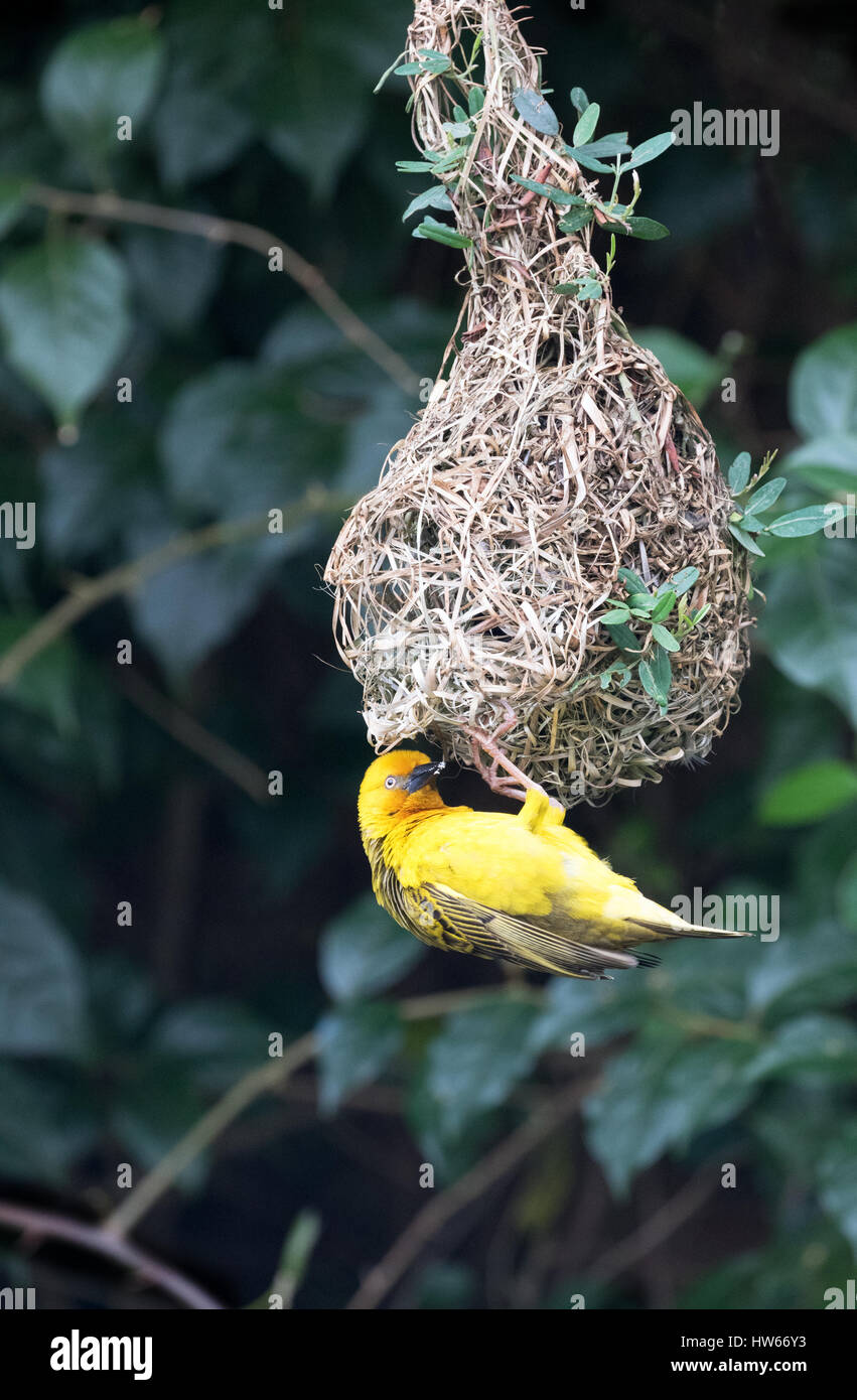 Webervogel nisten Afrika - A Golden Palm Webervogel - Ploceus Bojeri- und sein Nest, Südafrika Stockfoto