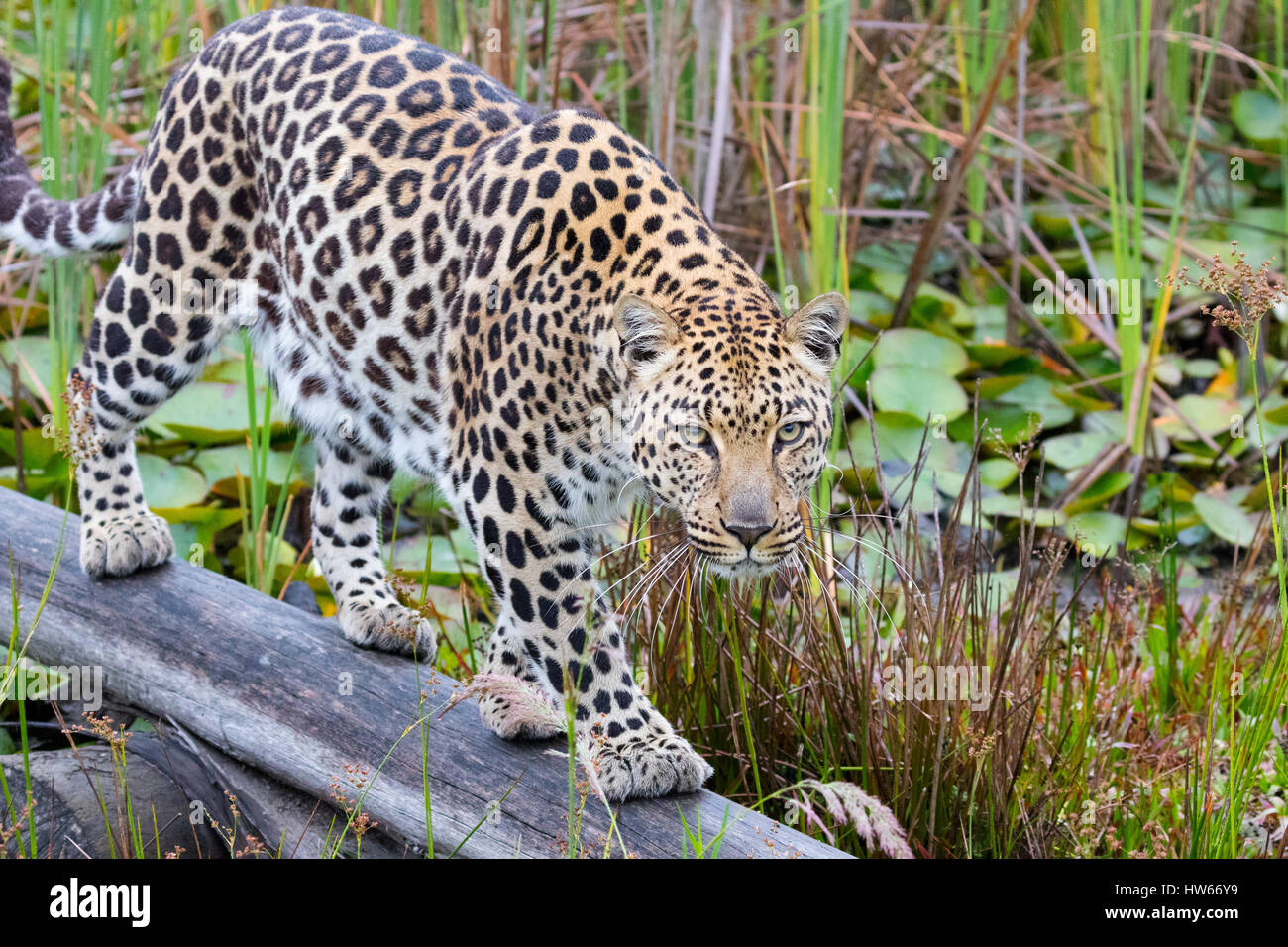 Leopard Afrika, -Erwachsene männliche, Südafrika, Panthera Pardus Stockfoto