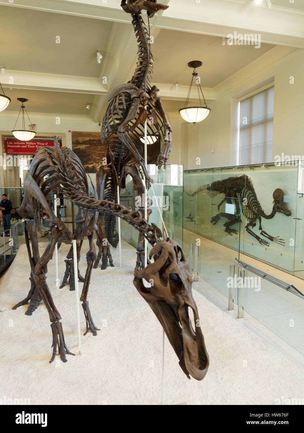 Amerikanische Museum der Naturgeschichte Hall of Tierfüßler Dinosaurier, New York City, USA Stockfoto