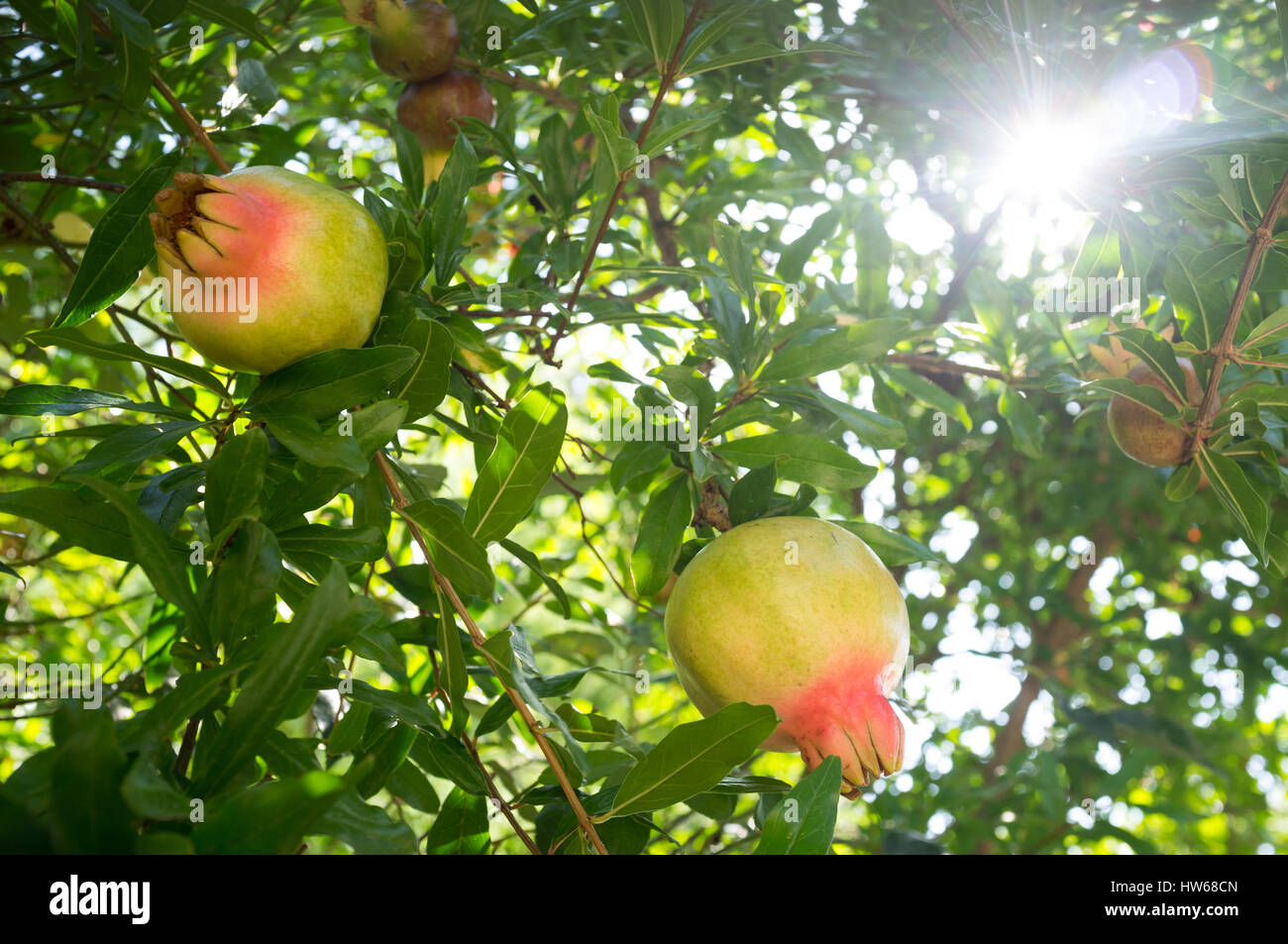 Granatapfelbaum Stockfoto