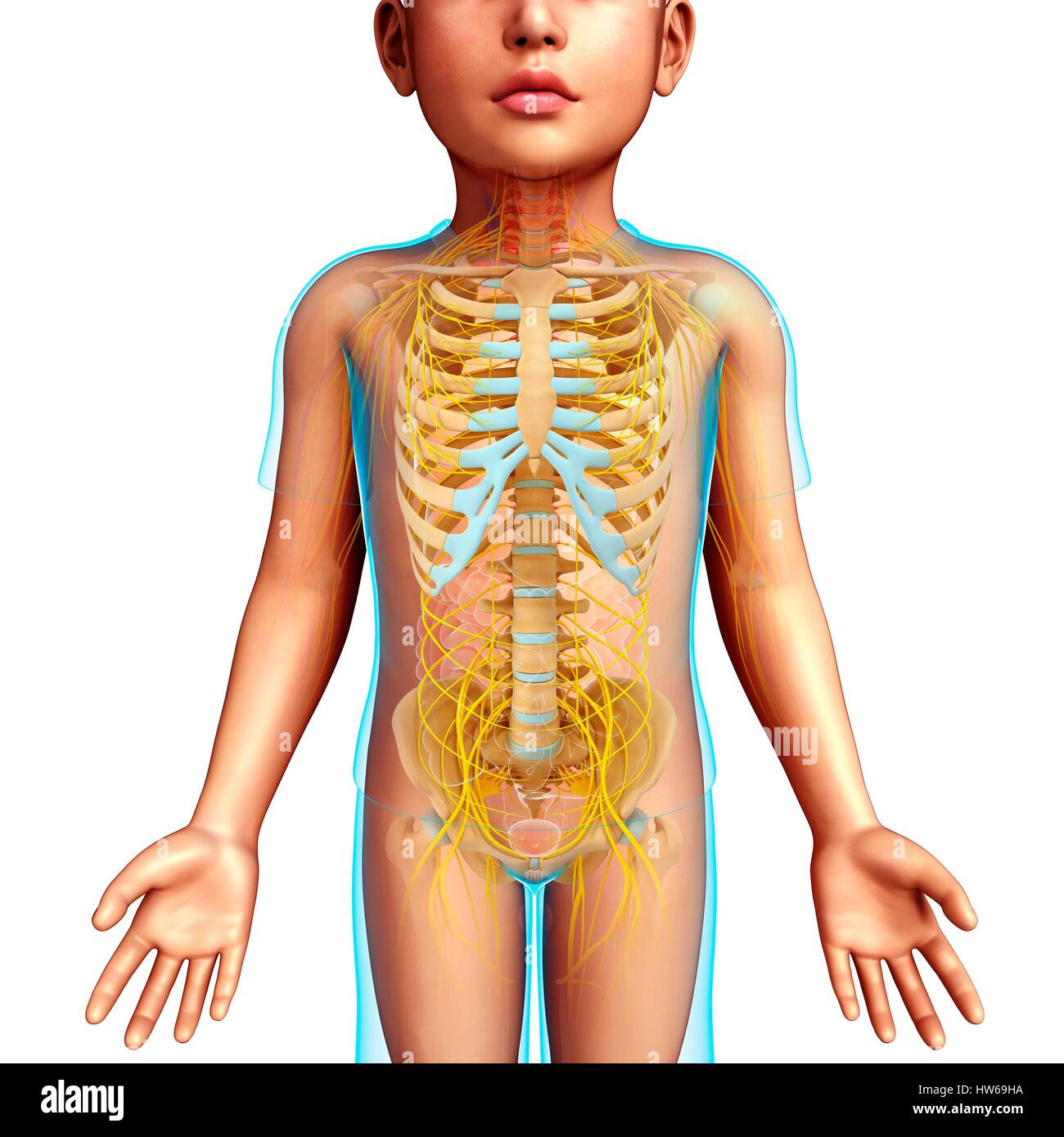 Illustration eines Kindes Skelett- und Nervensystem. Stockfoto