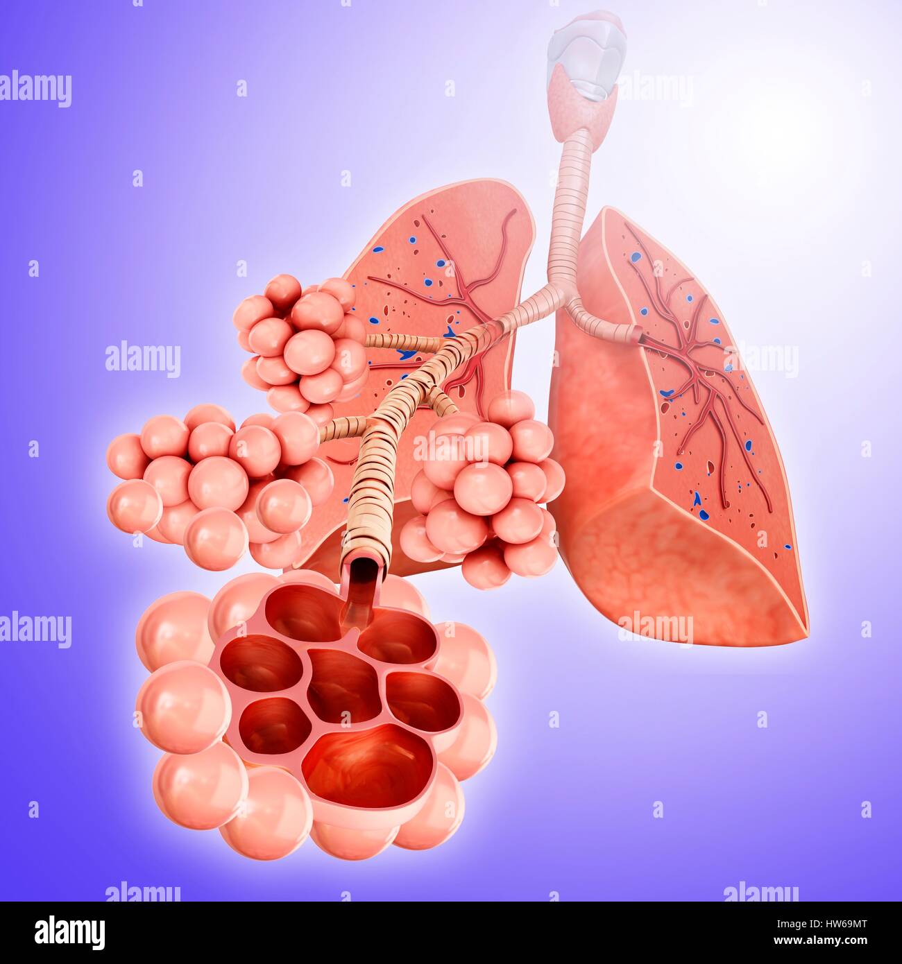 Illustration von den Alveolen der Lunge. Stockfoto