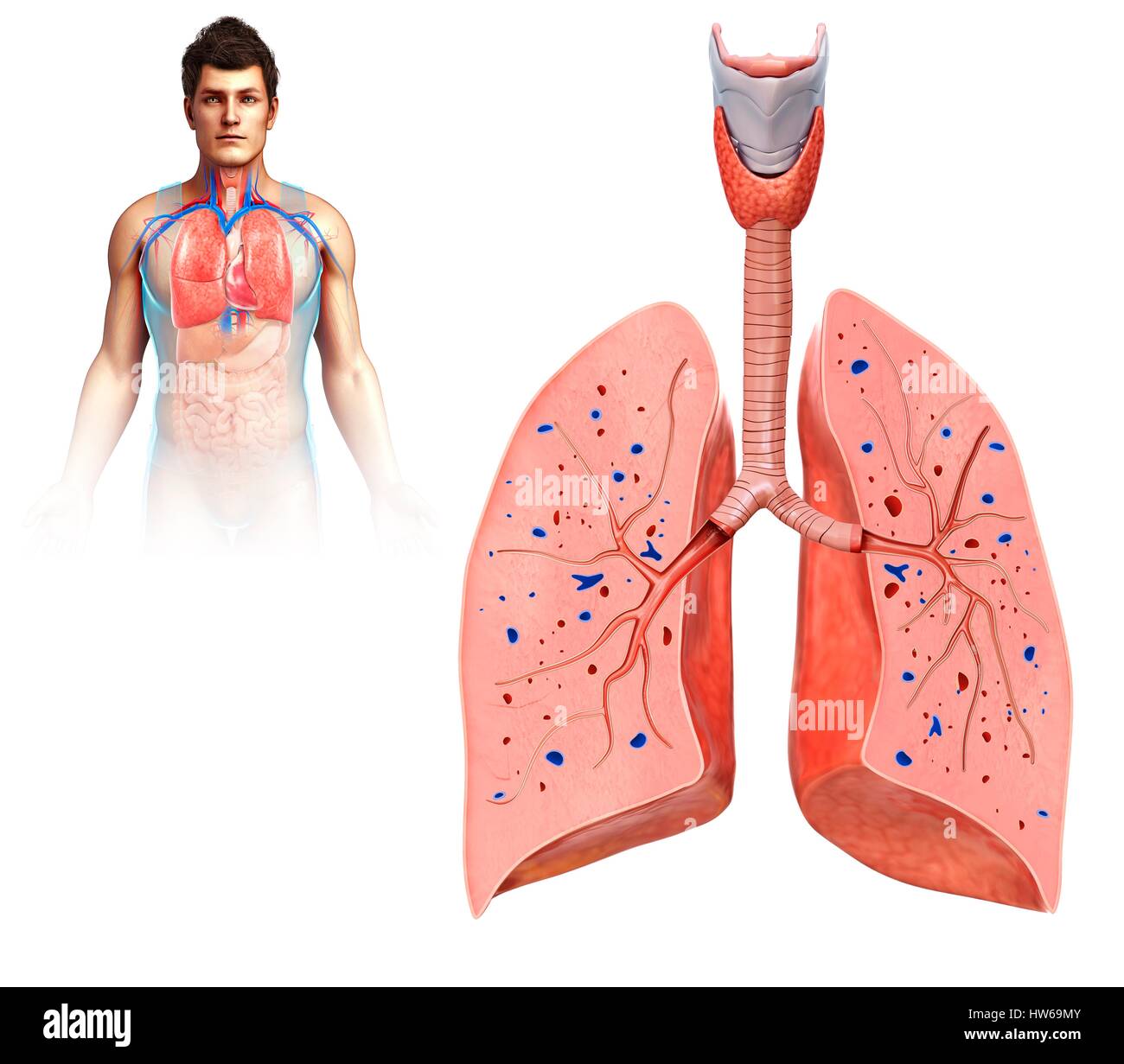 Abbildung eines Querschnitts durch männliche Lungen. Stockfoto
