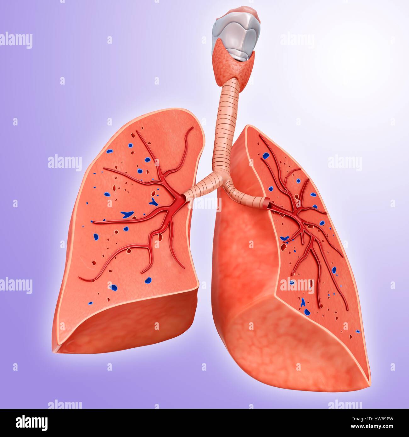 Querschnitt der lunge -Fotos und -Bildmaterial in hoher Auflösung – Alamy