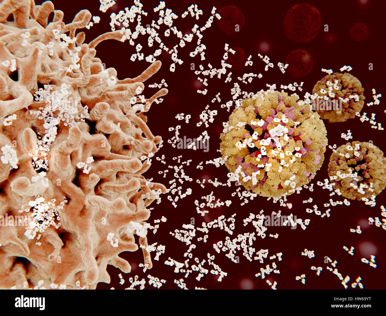 Computer Bild einer Plasma-Zelle (B-Zelle, links) sezernieren Antikörper (weiß) gegen Influenza-Viren (rechts). Antikörper binden an spezifische Antigene, zum Beispiel virale Proteine, markiert sie für Zerstörung durch Phagozyten Immunzellen. Stockfoto