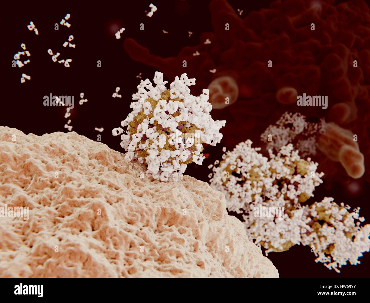 Computer Illustration von Influenza-Viren mit Antikörpern (weiß) beschichtet. Antikörper binden an spezifische Antigene, zum Beispiel virale Proteine, markiert sie für Zerstörung durch Phagozyten Immunzellen (im Hintergrund). Stockfoto