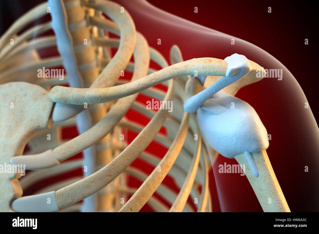 Bänder der menschlichen Schulter, Abbildung. Stockfoto