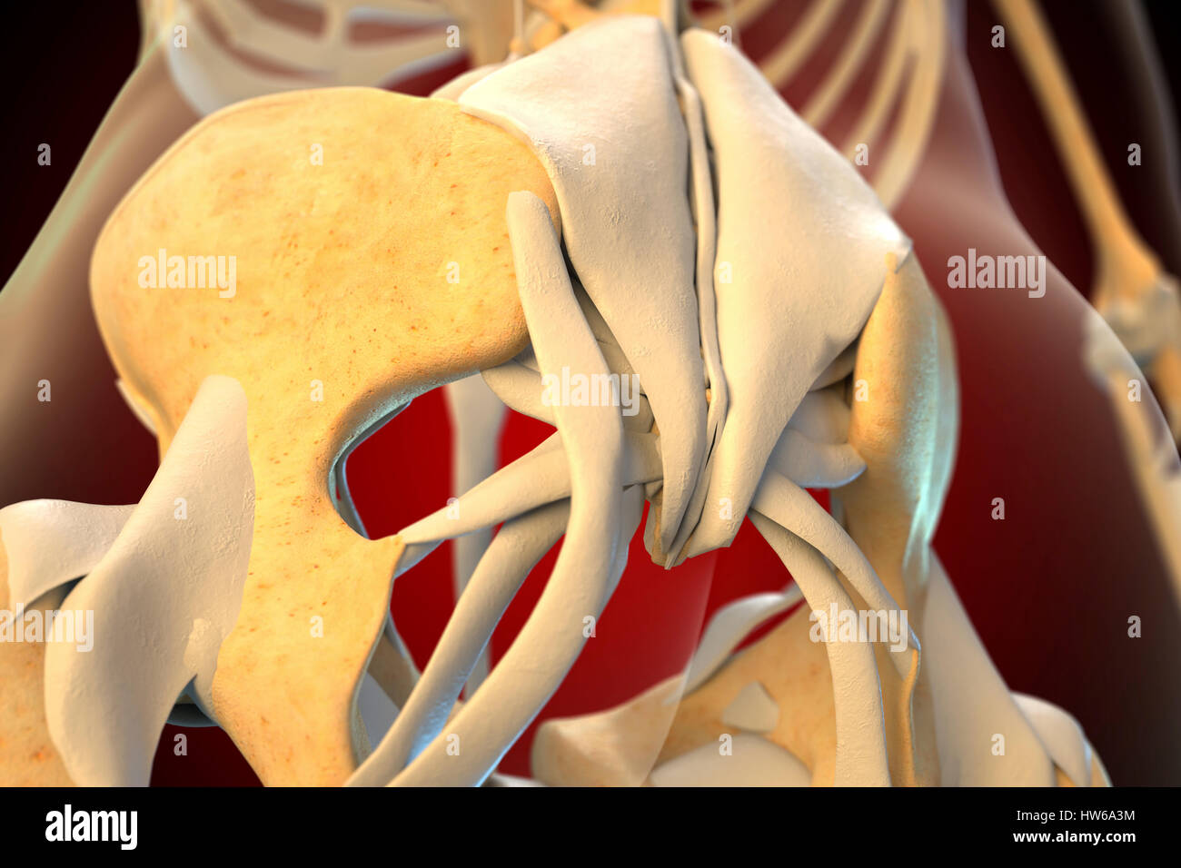 Bänder des menschlichen Beckens, Abbildung. Stockfoto