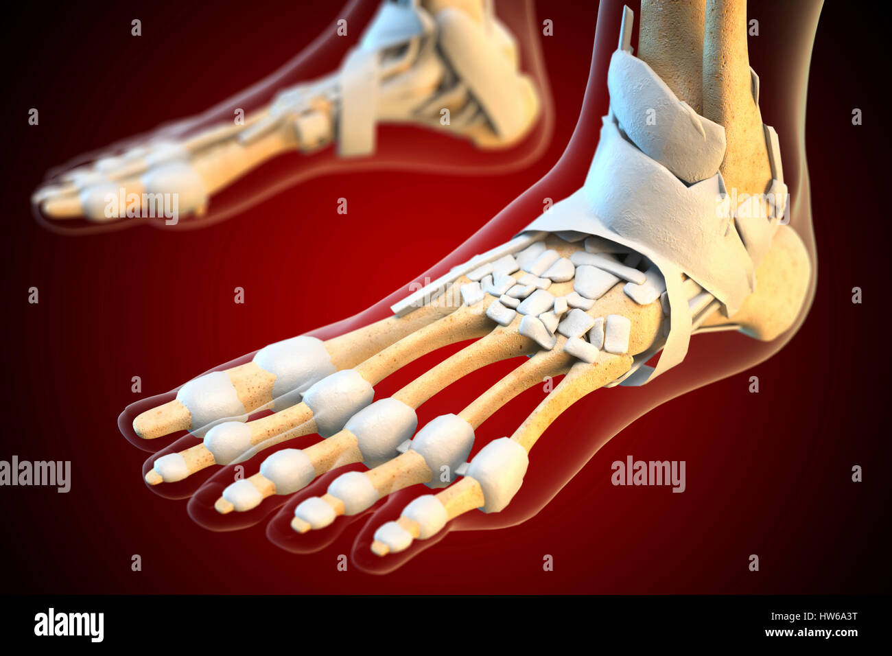 Bänder des menschlichen Fußes, Abbildung. Stockfoto